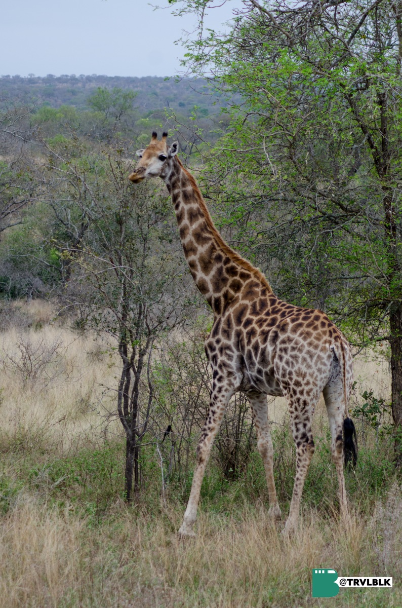 Experience South Africa Tour 2024   South African Safari Giraffe 